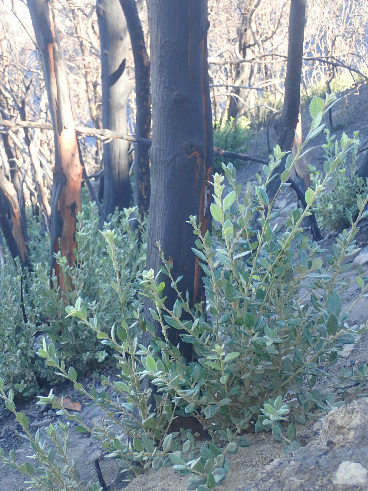 High Resolution Notholithocarpus densiflorus Fire recovery